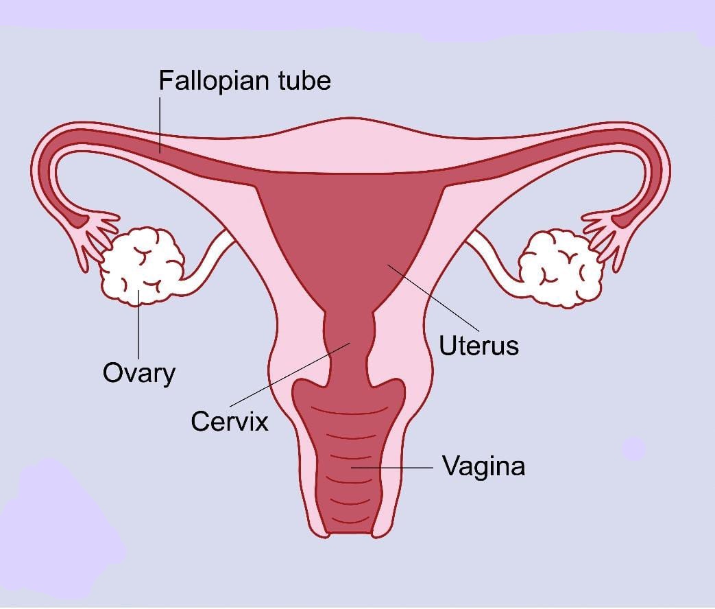 Protect Cervix and Uterus